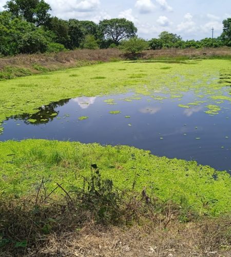 Aguas de Pinillos SAP SAS (21)